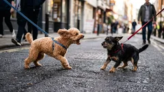Por que é que um cão reage de forma agressiva a outros cães: não se trata de maldade