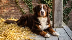 Estas raças de cães são as mais adequadas como cães de guarda: qual é a raça certa para si