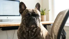 Por que é que os buldogues franceses se peidam com frequência: a causa principal não é assim tão óbvia