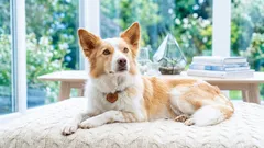 Cama ou manta para cães: o que é melhor para casa e para viajar