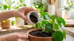 Vai surpreender-se com as borras de café — 5 ideias para jardim e casa