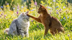 Os gatos machos e fêmeas diferem na personalidade? Uma perspetiva científica que desafia estereótipos