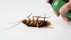 Eliminamos as baratas de uma vez por todas: uma dica fantástica comprovada na prática