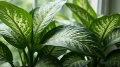 Dieffenbachia — O gigante verde da sua casa: 5 dicas simples