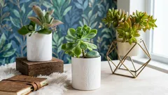 Pedras vivas e predadores verdes: 5 plantas de interior invulgares para quem procura algo diferente