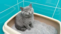 Eliminação da areia para gatos: está a fazê-lo da forma correta