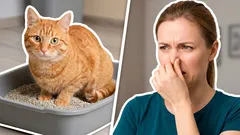 O gato marca os cantos? Uma solução simples que quase ninguém conhece: dicas de especialistas em limpeza