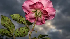 As rosas não se vão ressentir se plantar uma flor nas proximidades: qual escolher