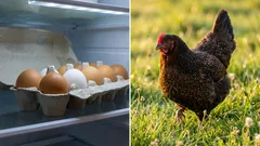 Galinhas no quintal ou ovos comprados na loja: o que é realmente mais barato